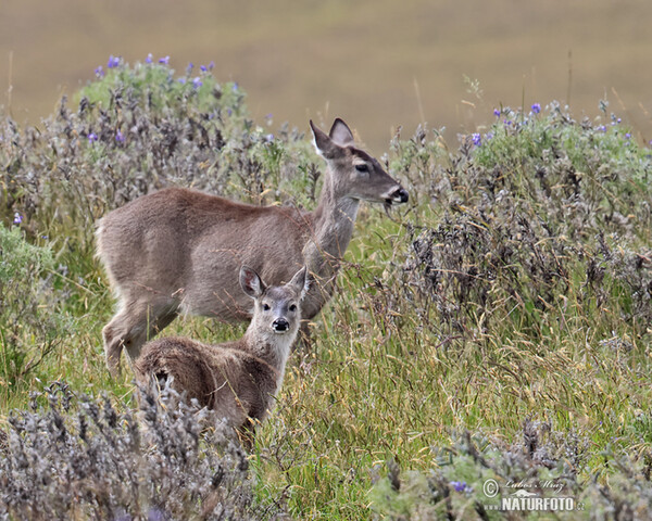 Odocoileus virginianus peruvianus