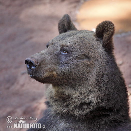 Orso bruno