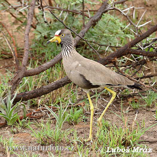 Pavoncella del Senegal