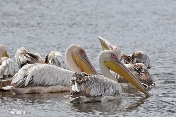 Pelecanus onocrotalus