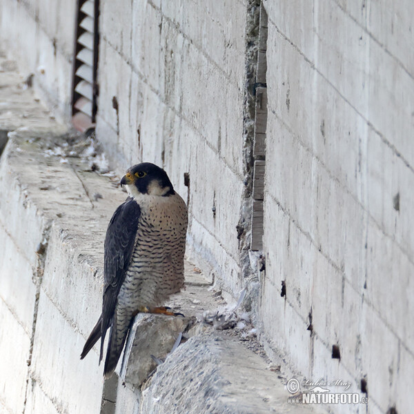 Peregrine (Falco peregrinus)