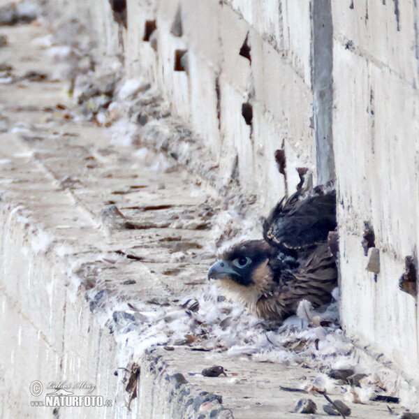 Peregrine (Falco peregrinus)