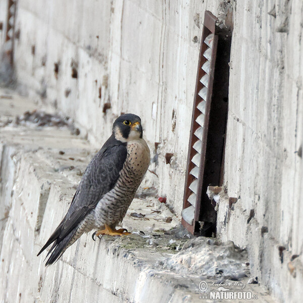 Peregrine (Falco peregrinus)