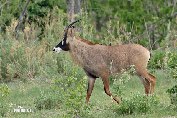 Pferdeantilope