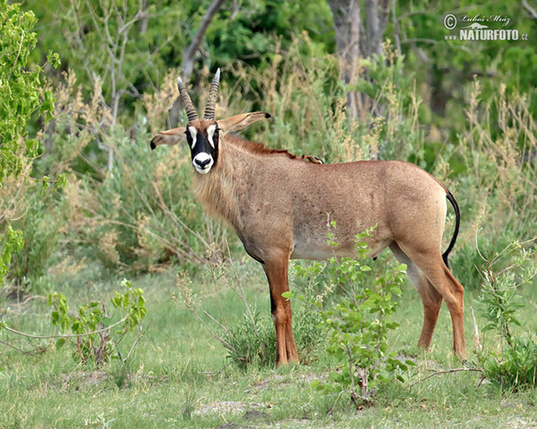 Pferdeantilope