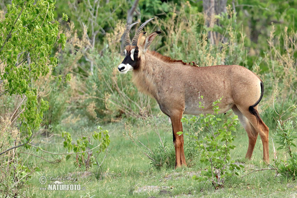 Pferdeantilope