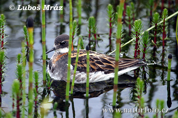 Phalarope à bec étroit