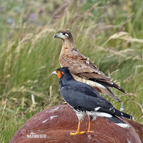 Phalcoboenus carunculatus