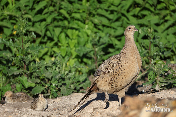 Pheasant (Phasianus colchicus)