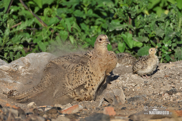 Pheasant (Phasianus colchicus)