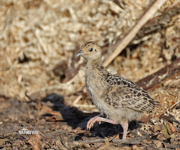 Pheasant (Phasianus colchicus)