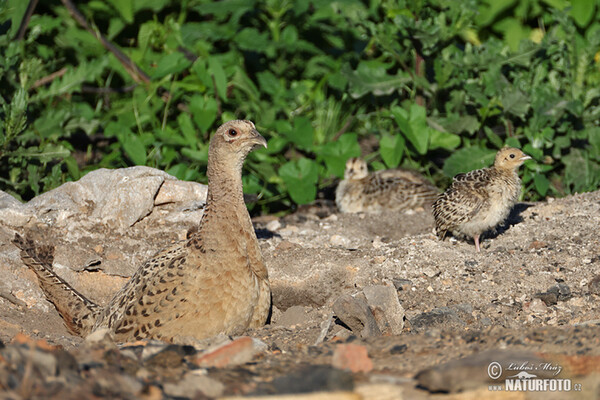 Pheasant (Phasianus colchicus)