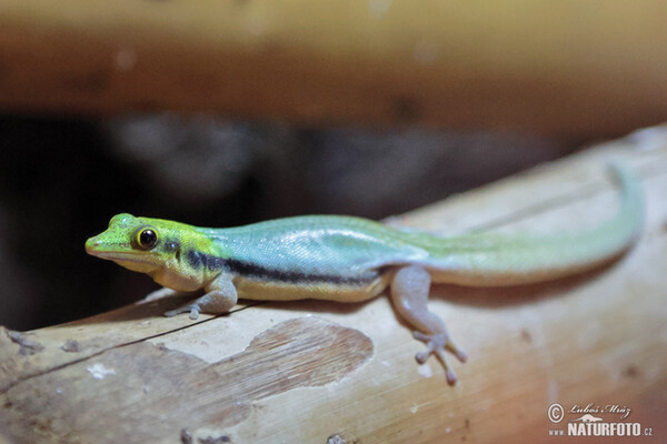 Phelsuma klemmeri