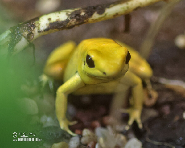 Phyllobates terribilis