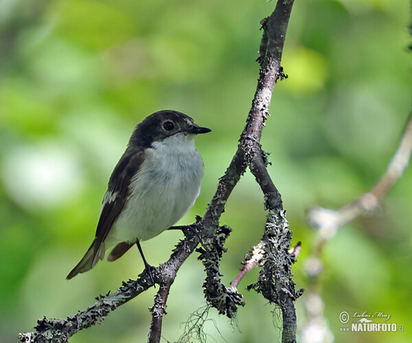 Pied Flycatcher (Ficedula hypoleuca)