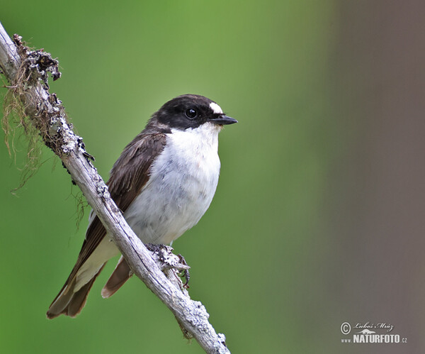 Pied Flycatcher (Ficedula hypoleuca)