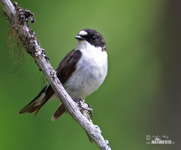 Pied Flycatcher (Ficedula hypoleuca)