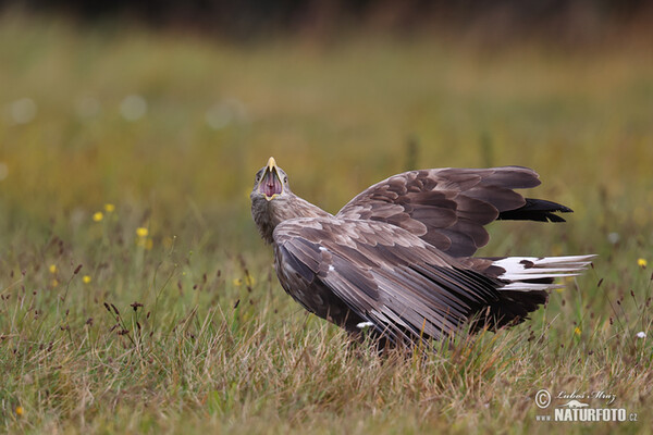 Pigargo europeo