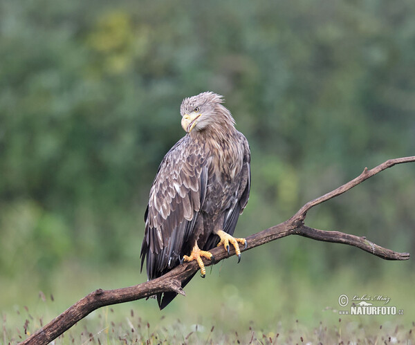 Pigargo europeo