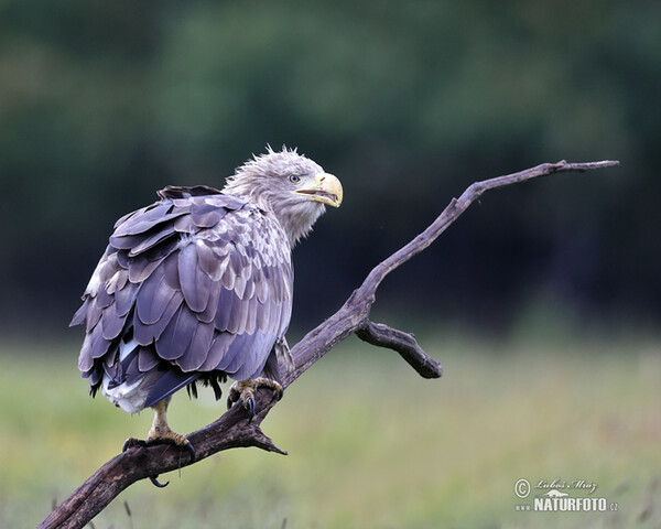 Pigargo europeo