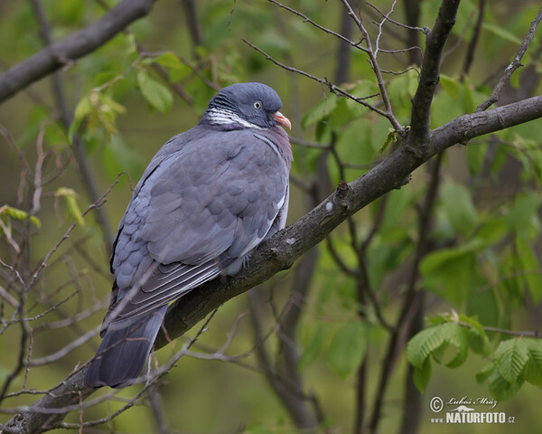 Pigeon ramier