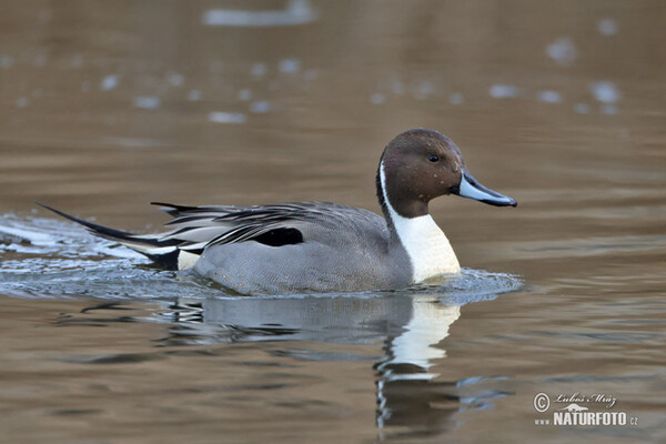 Pintail (Anas acuta)