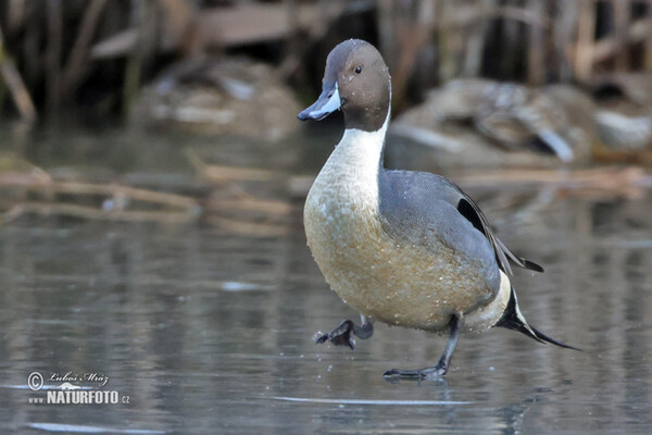 Pintail (Anas acuta)