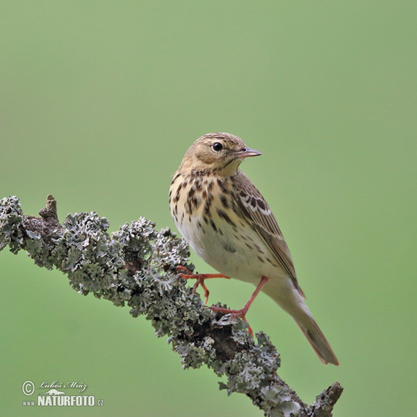 Pipit des arbres