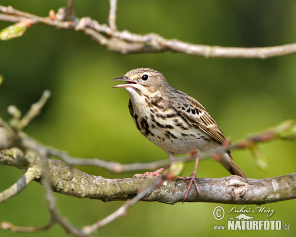 Pipit des arbres