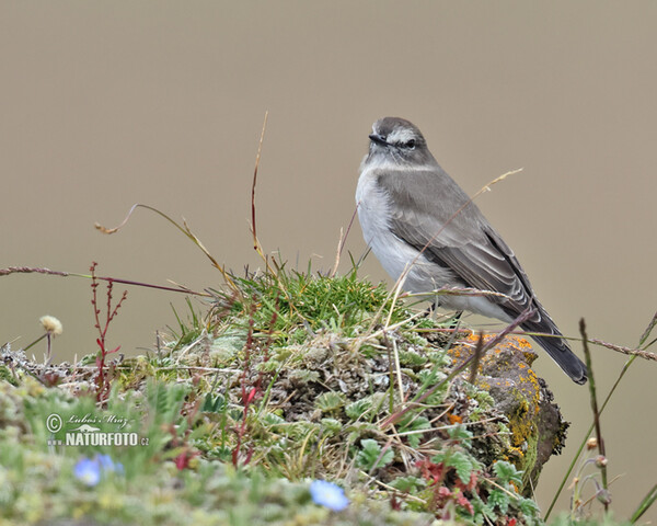 Plain-capped Ground-Tyrant (Muscisaxicola alpinus)