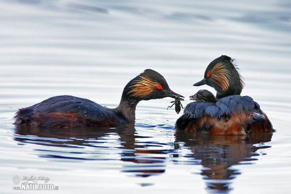 Podiceps nigricollis