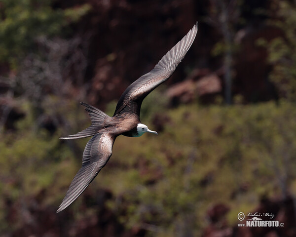 Prachtfregattvogel