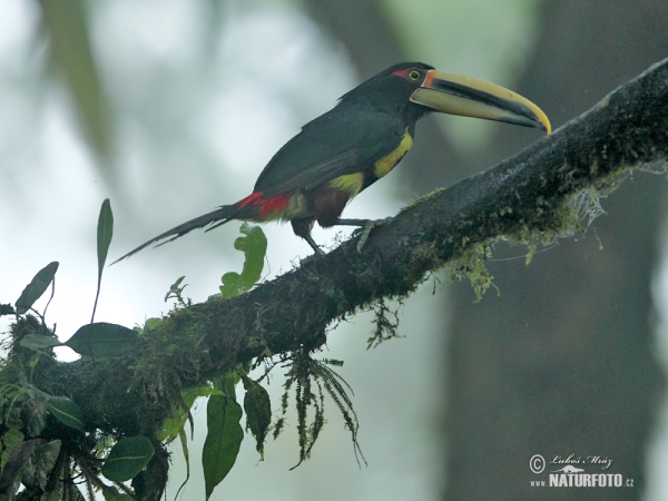 Pteroglossus erythropygius