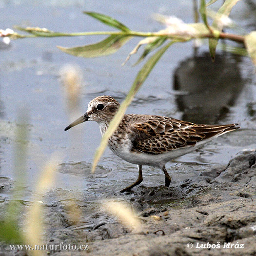 Pygmesnipe