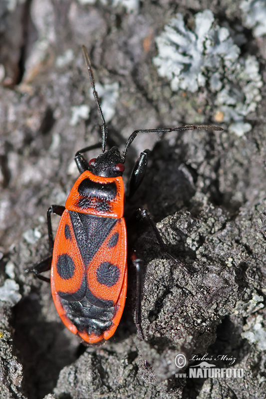 Pyrrhocoris apterus