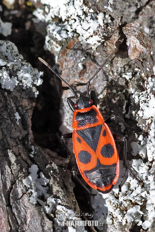 Pyrrhocoris apterus