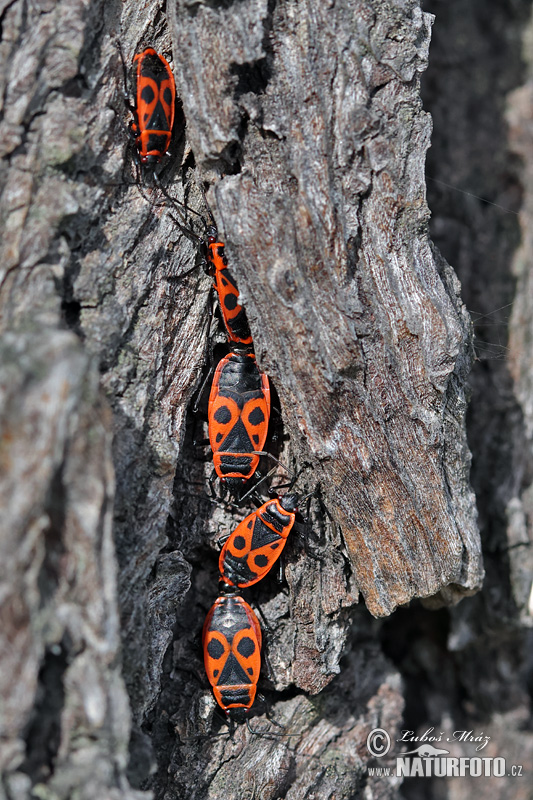 Pyrrhocoris apterus