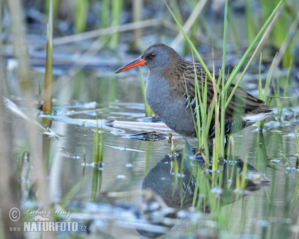 Rallus aquaticus