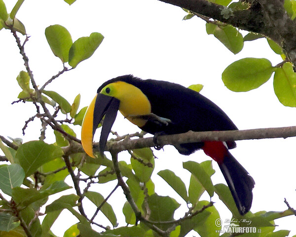 Ramphastos brevis