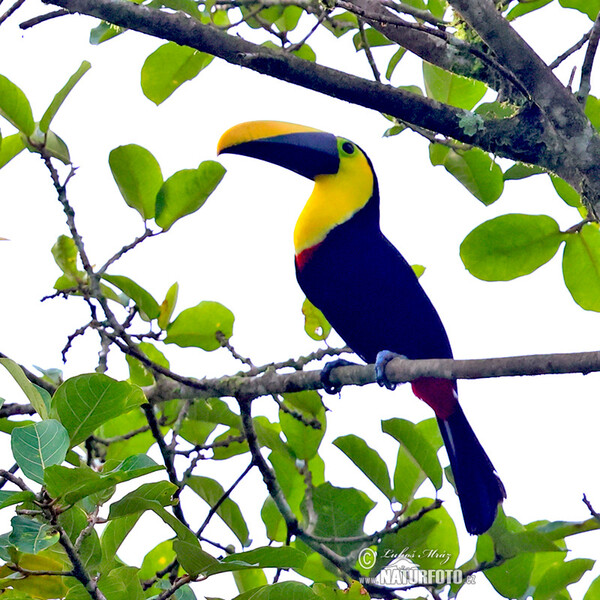 Ramphastos brevis