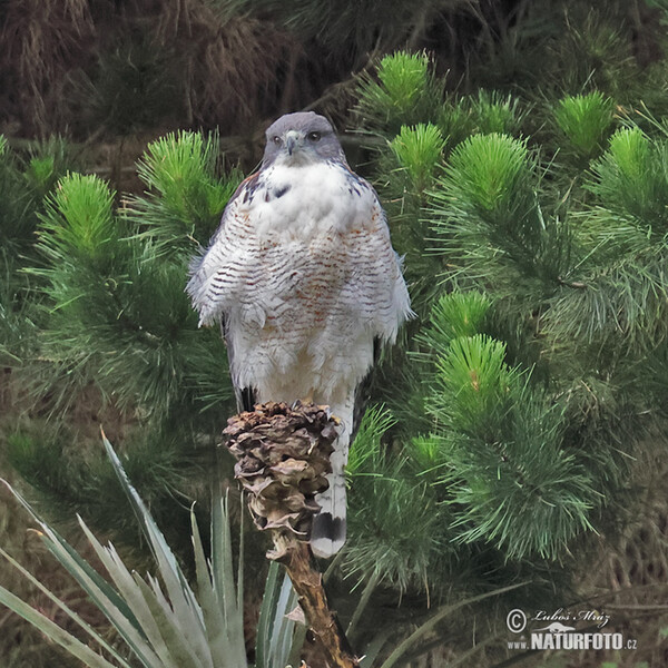 Red-backed Hawk (Geranoaetus polyosoma)