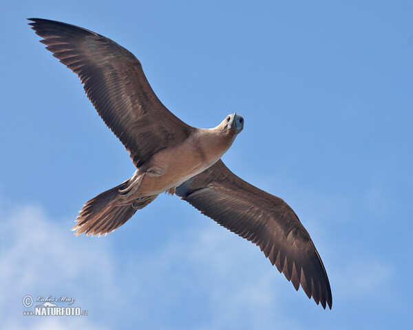 Red-footed Booby (Sula sula)