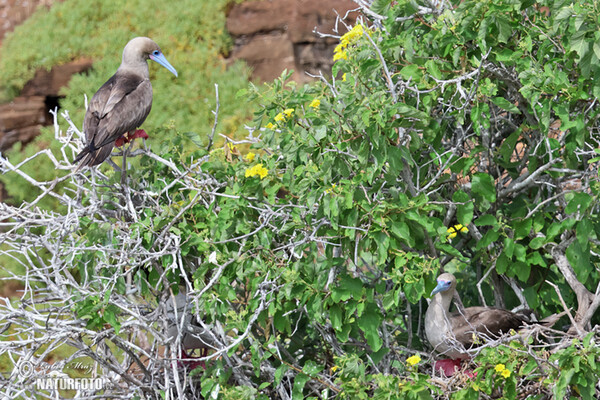 Red-footed Booby (Sula sula)