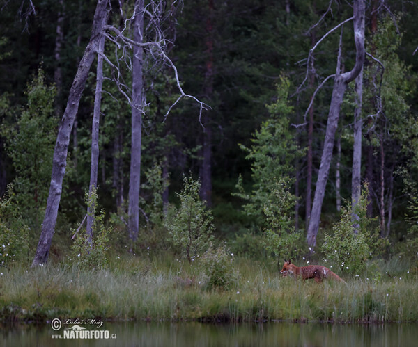 Red Fox (Vulpes vulpes)