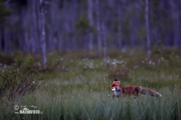 Red Fox (Vulpes vulpes)