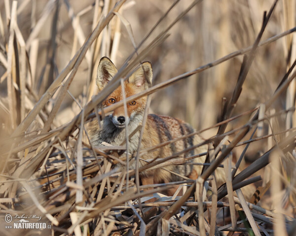 Red Fox (Vulpes vulpes)