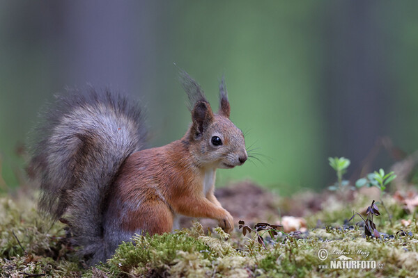 Red Squirrel (Sciurus vulgaris)