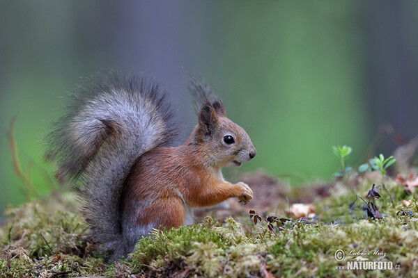 Red Squirrel (Sciurus vulgaris)