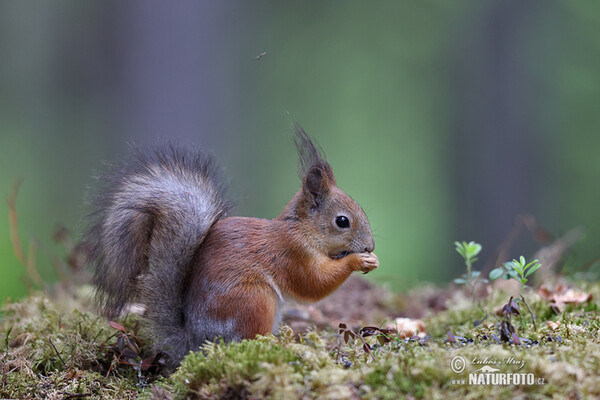 Red Squirrel (Sciurus vulgaris)