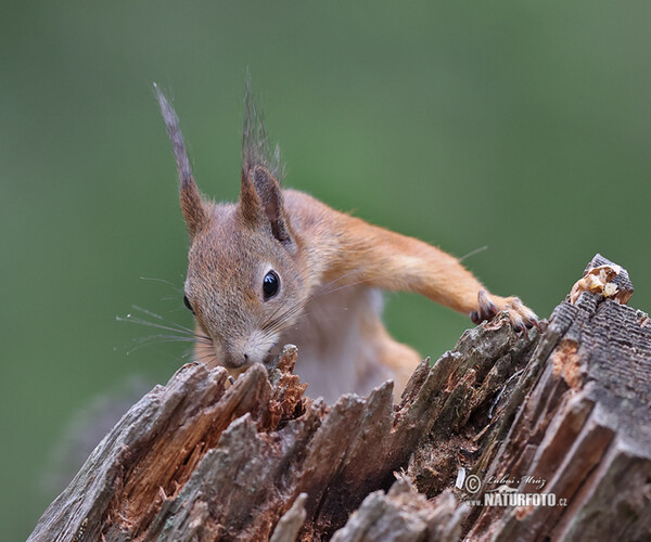 Red Squirrel (Sciurus vulgaris)